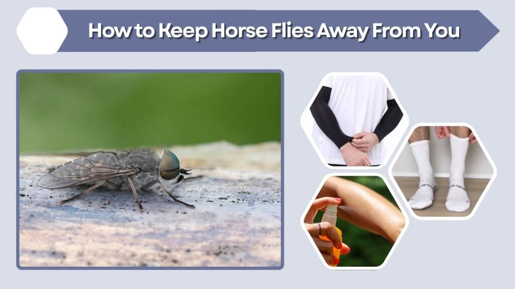 How to Keep Horse Flies Away From You
