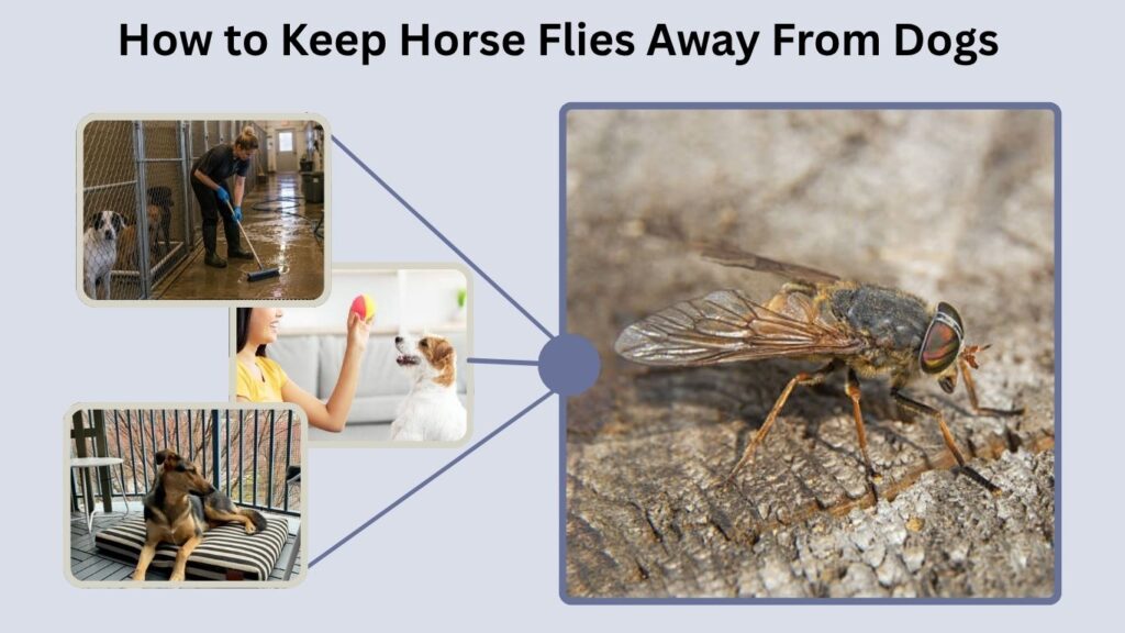 How to Keep Horse Flies Away From Dogs