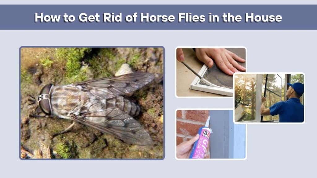 How to Get Rid of Horse Flies in the House