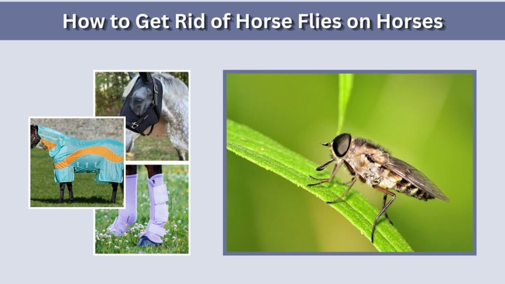 How to Get Rid of Horse Flies on Horses