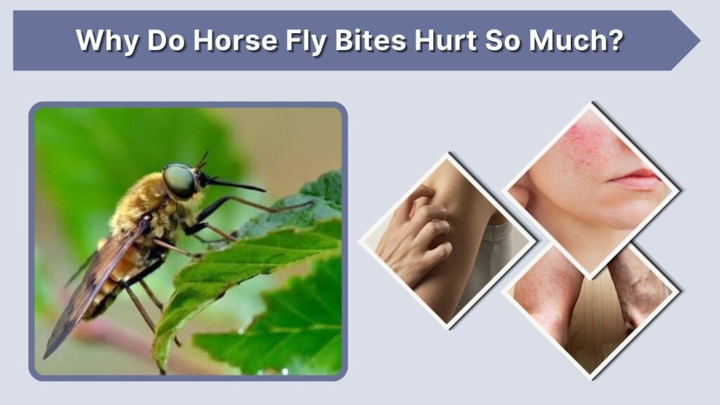 Why Do Horse Fly Bites Hurt So Much?