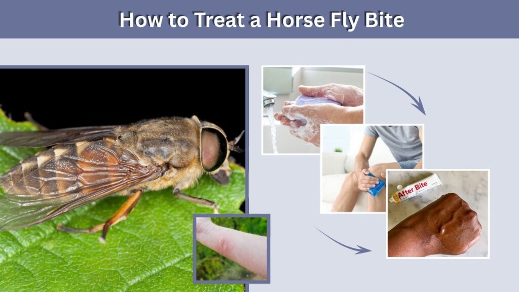 How to Treat a Horse Fly Bite
