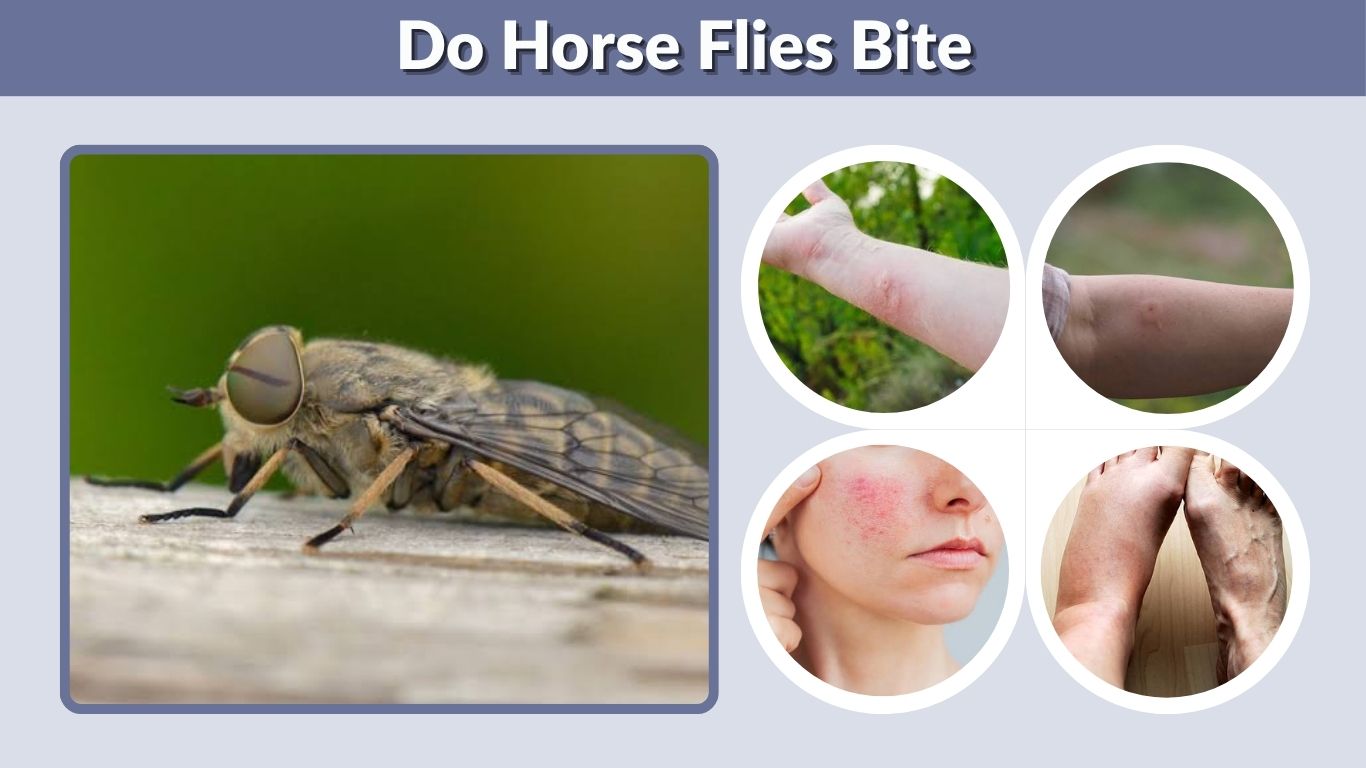 Do Horse Flies Bite? Why They Bite and How to Treat It