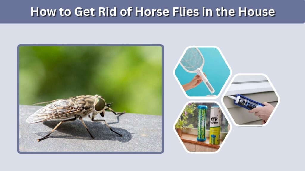 How to Get Rid of Horse Flies in the House