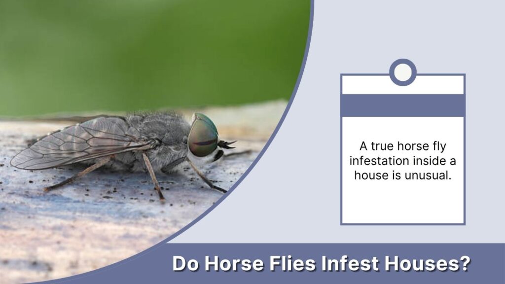 Do Horse Flies Infest Houses?
