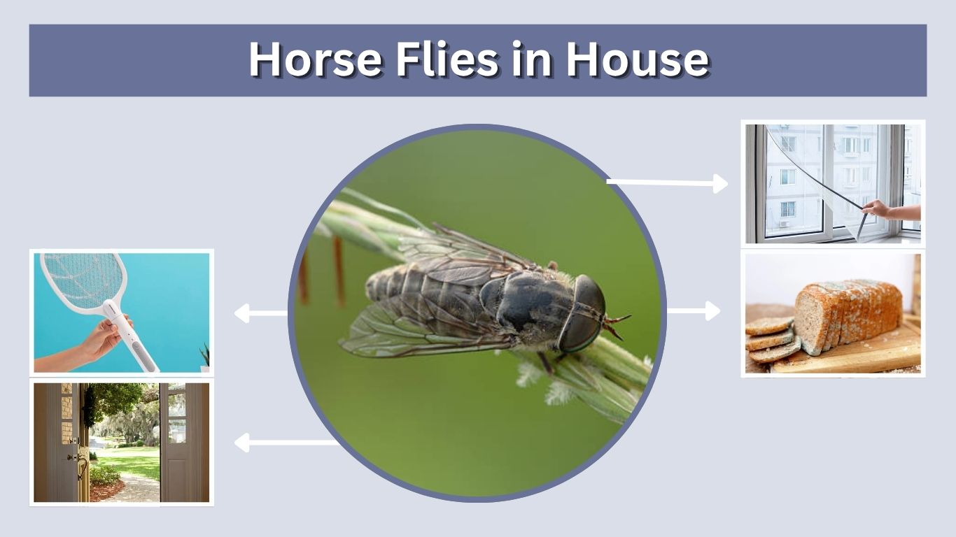 Horse Flies in House: Causes, Removal and Prevention