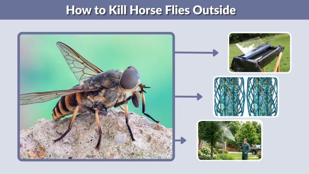 How to Kill Horse Flies Outside