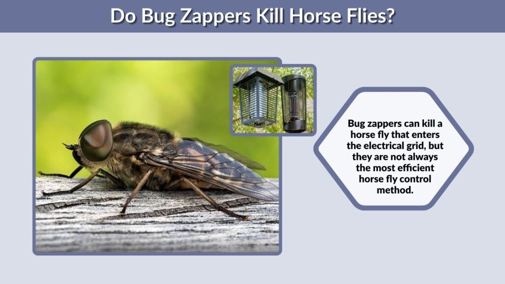 Do Bug Zappers Kill Horse Flies?