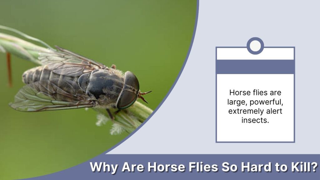 Why Are Horse Flies So Hard to Kill?