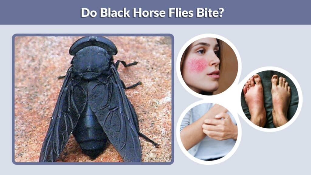 Do Black Horse Flies Bite?