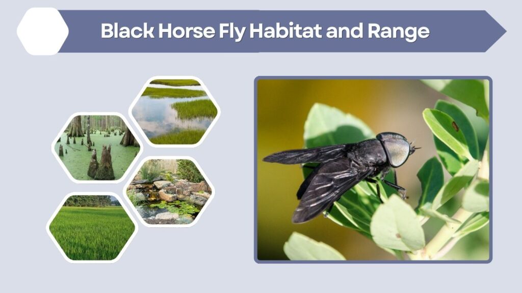 Black Horse Fly Habitat and Range