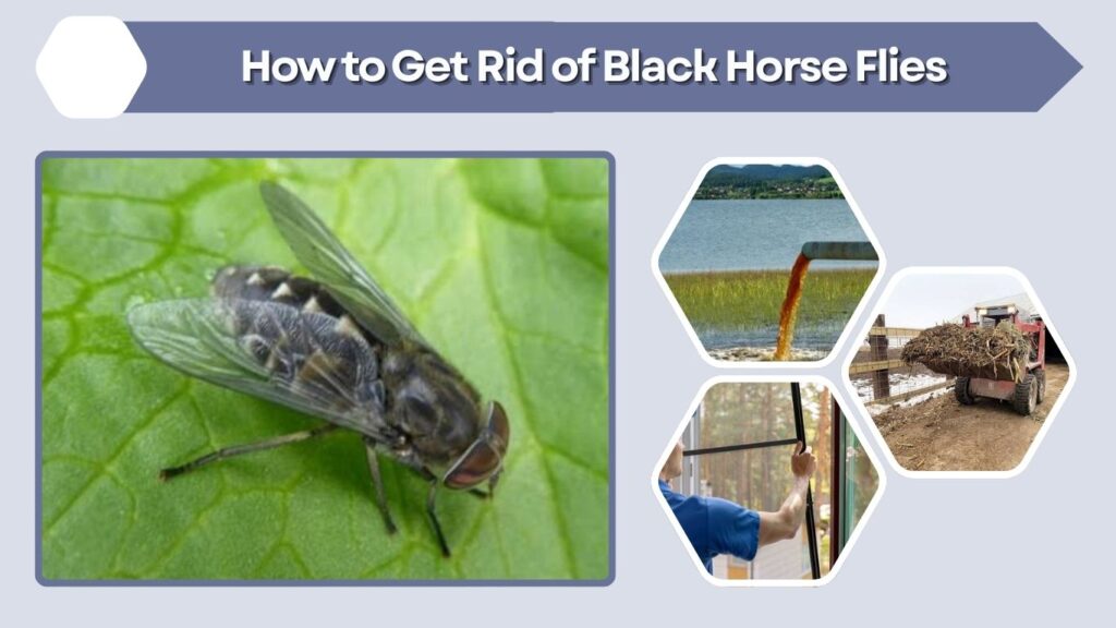 How to Get Rid of Black Horse Flies