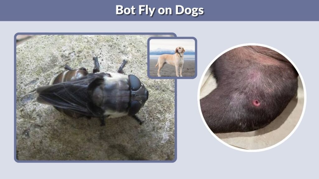 Bot Fly on Dogs