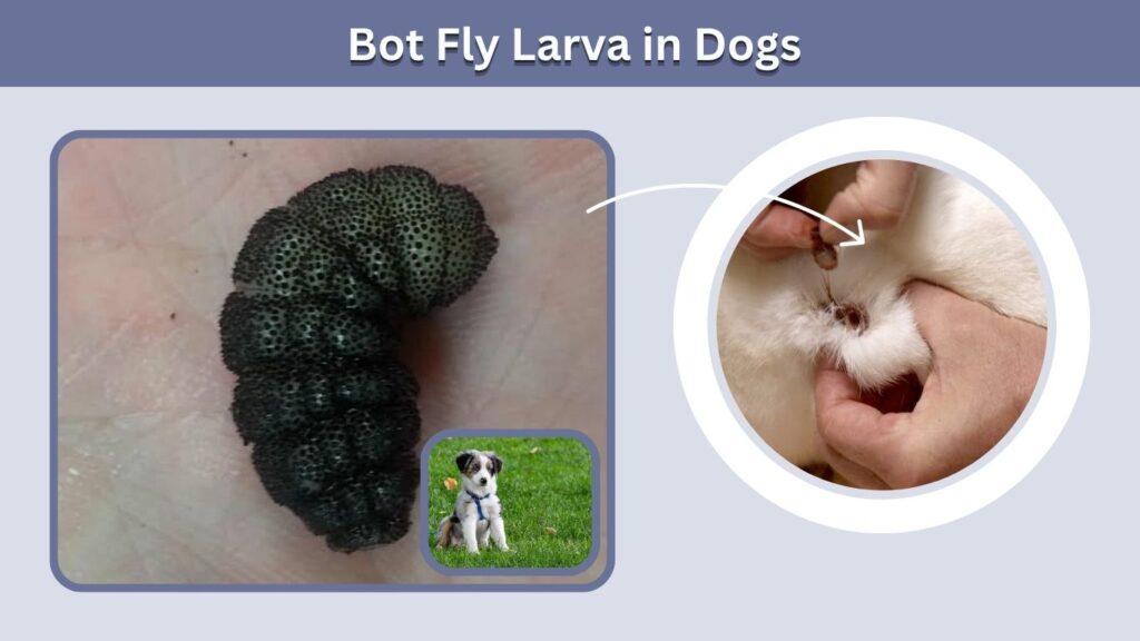 Bot Fly Larva in Dogs