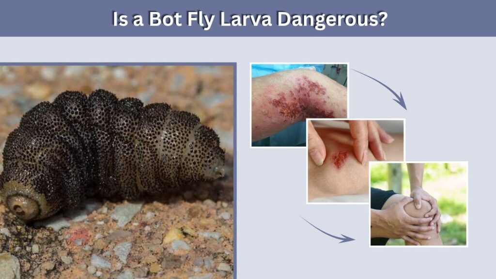 Is a Bot Fly Larva Dangerous?