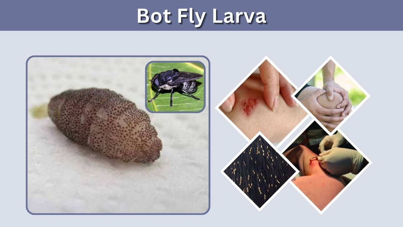 Bot Fly Larva: Identification, Symptoms, Removal & Life Cycle