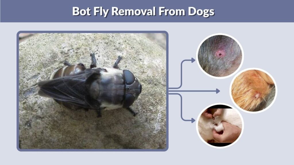 Bot Fly Removal From Dogs