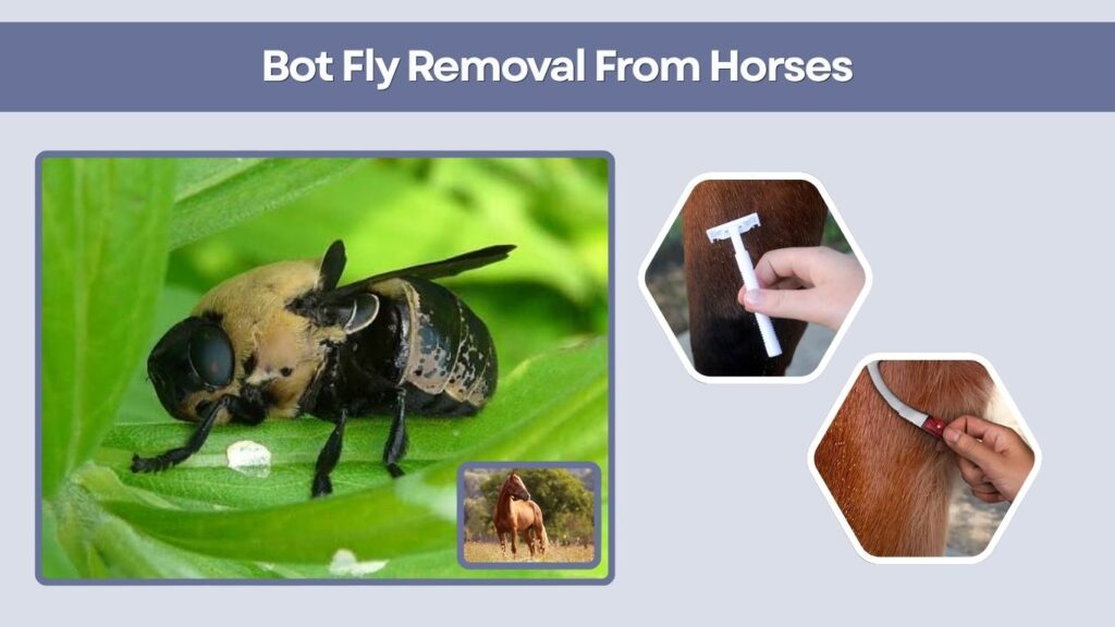 Bot Fly Removal From Horses