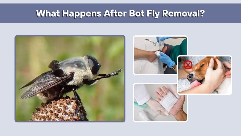 What Happens After Bot Fly Removal?