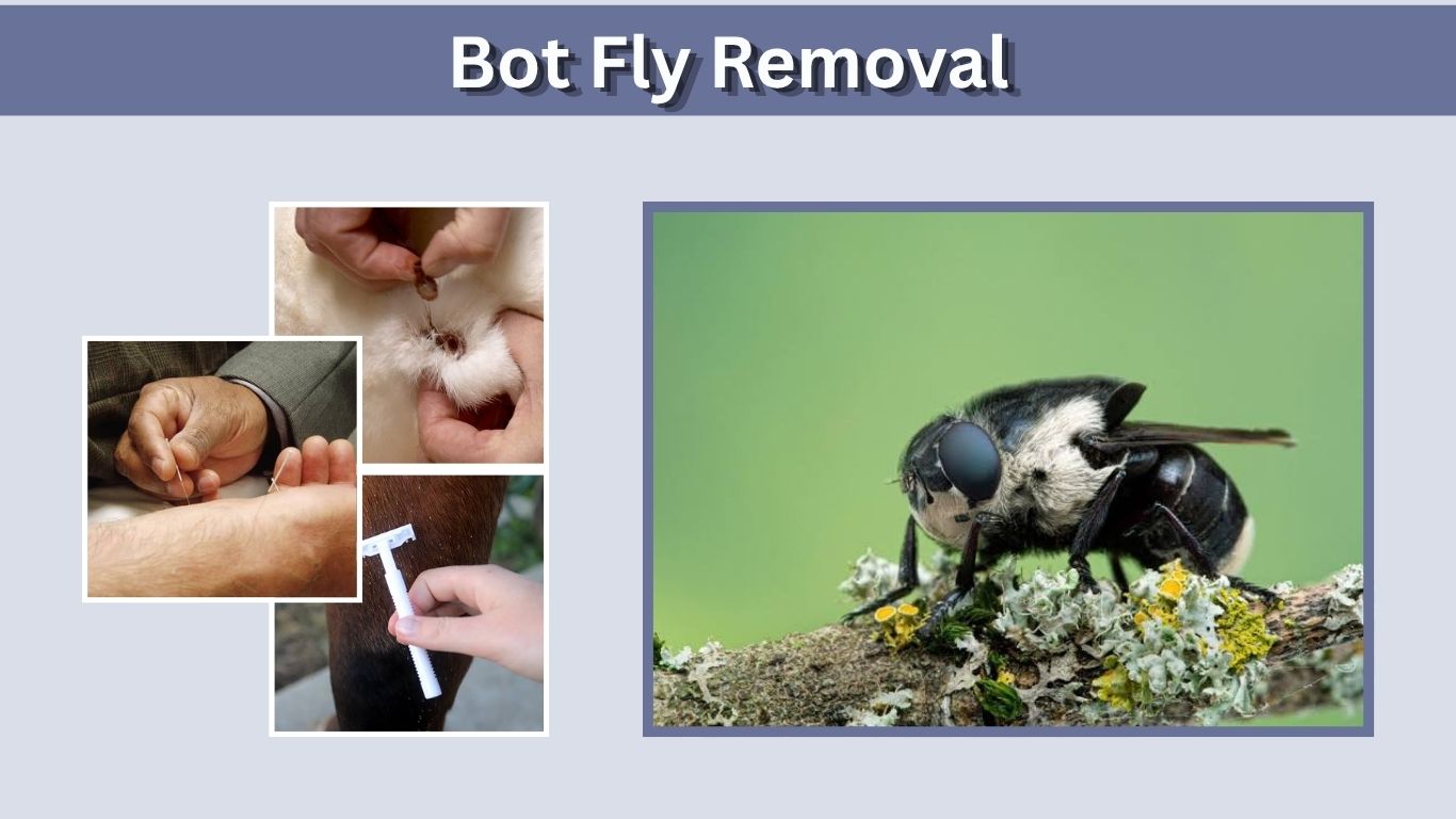 Bot Fly Removal: Safe Removal From Humans, Dogs & Animals