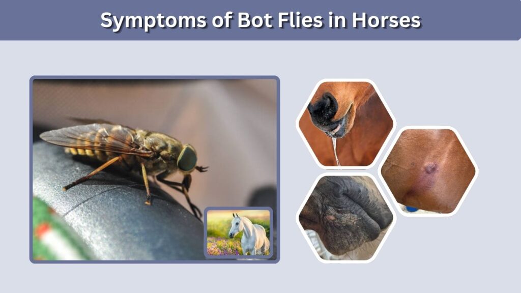Symptoms of Bot Flies in Horses