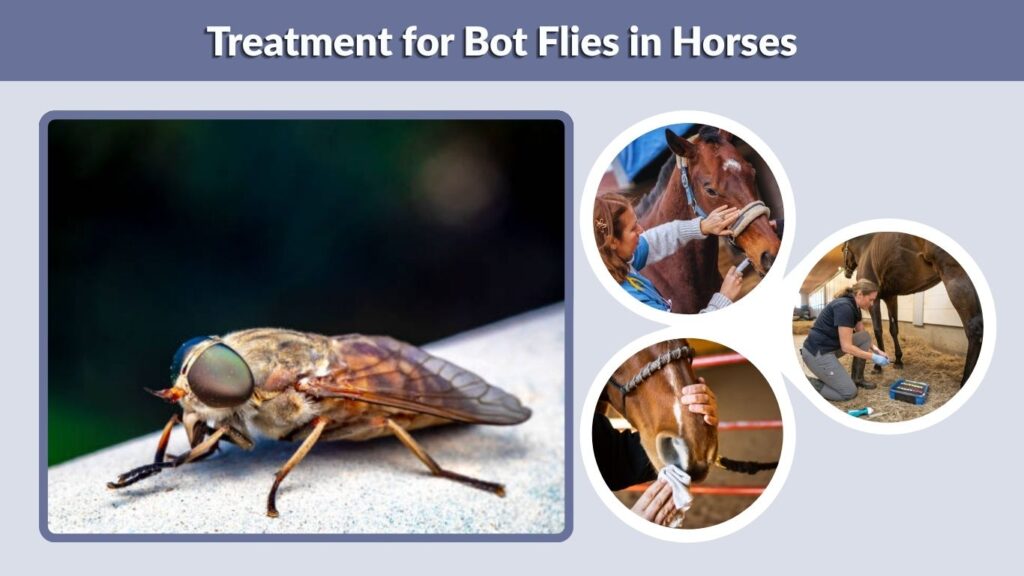 Treatment for Bot Flies in Horses