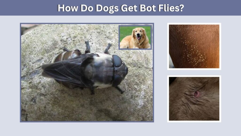 How Do Dogs Get Bot Flies?