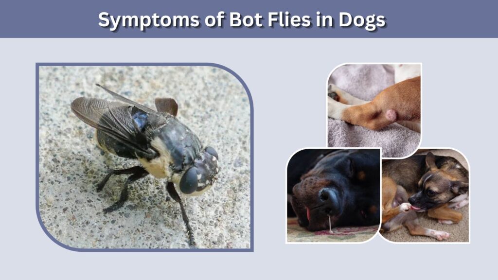 Symptoms of Bot Flies in Dogs