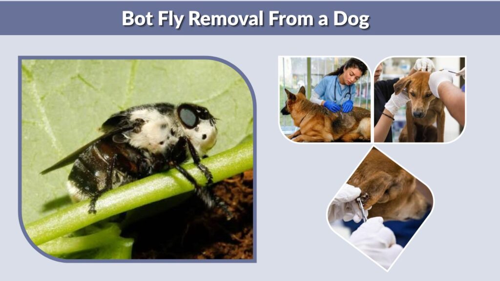 Bot Fly Removal From a Dog