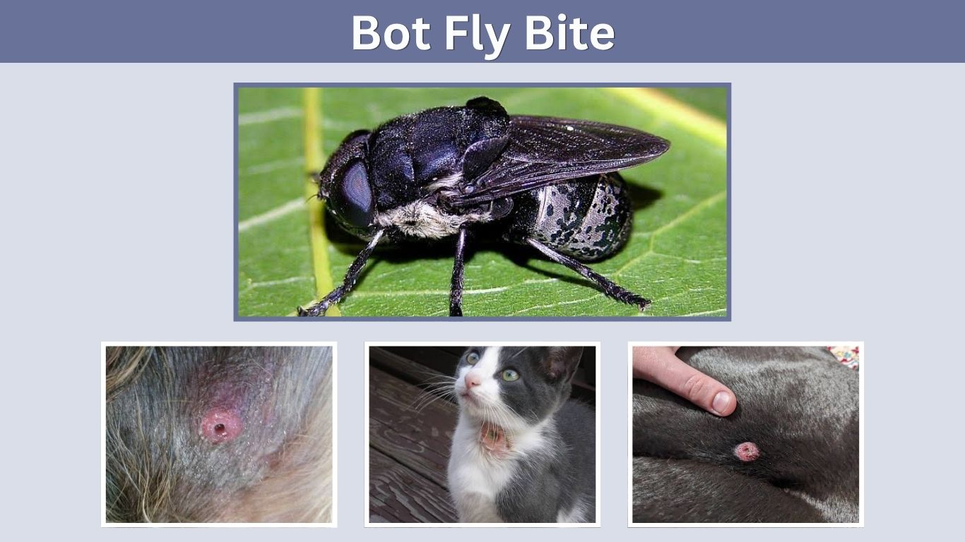 Bot Fly Bite: Symptoms, Stages, and Treatment