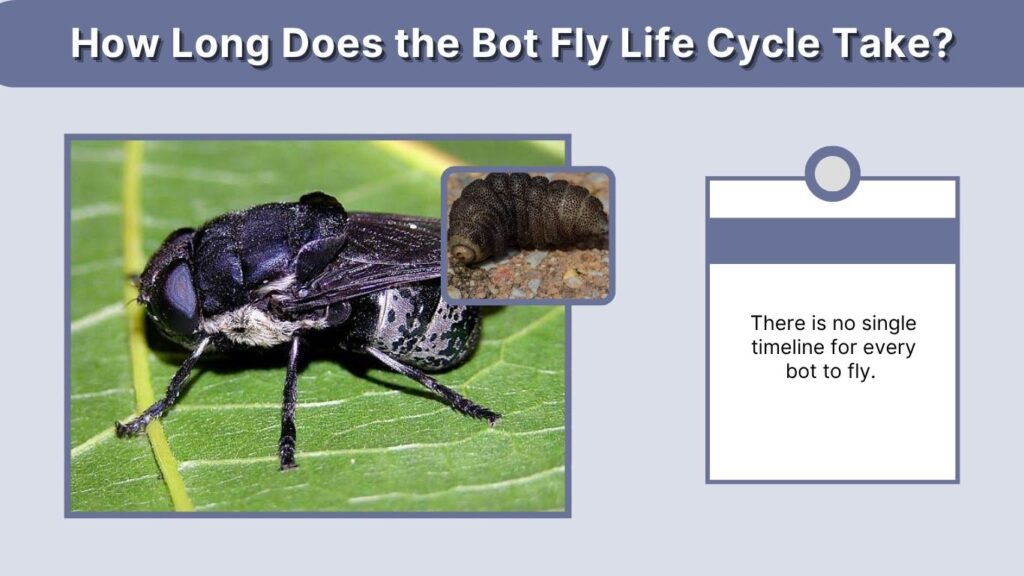 How Long Does the Bot Fly Life Cycle Take?