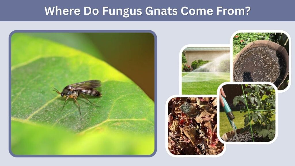 Where Do Fungus Gnats Come From?