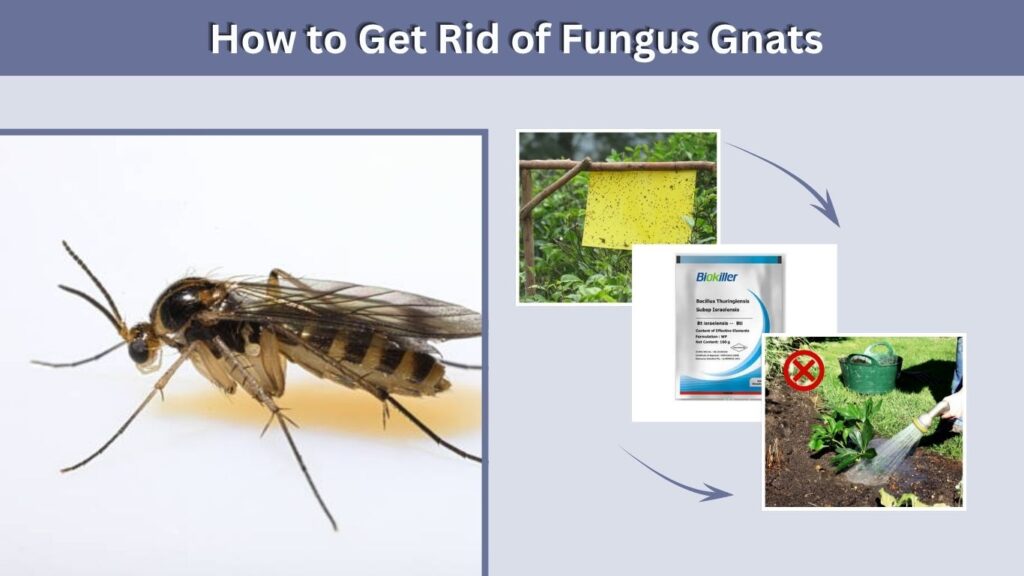 How to Get Rid of Fungus Gnats