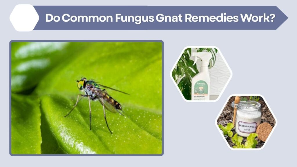 Do Common Fungus Gnat Remedies Work?