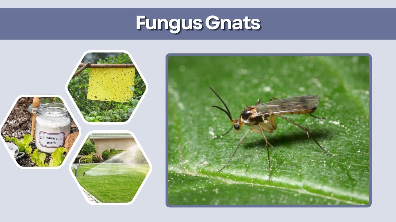 Fungus Gnats: Identification, Causes, and How to Stop Them