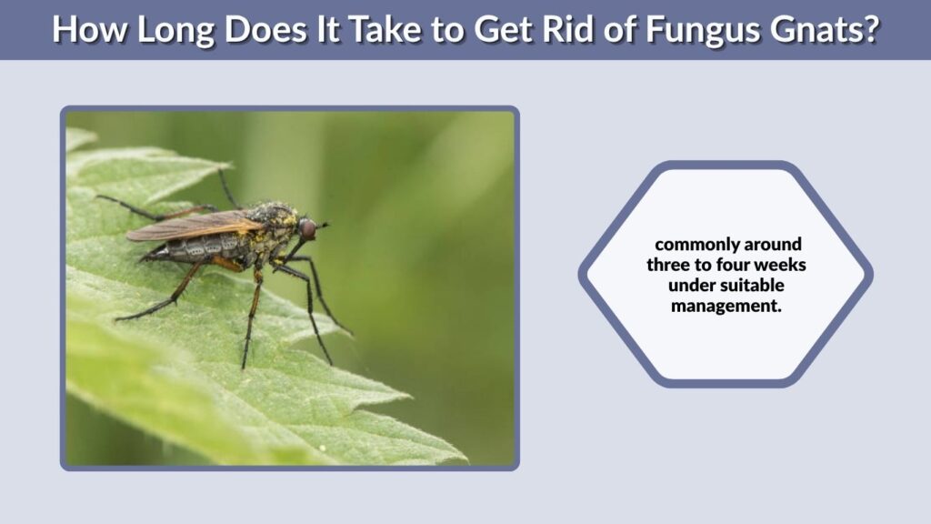 How Long Does It Take to Get Rid of Fungus Gnats?