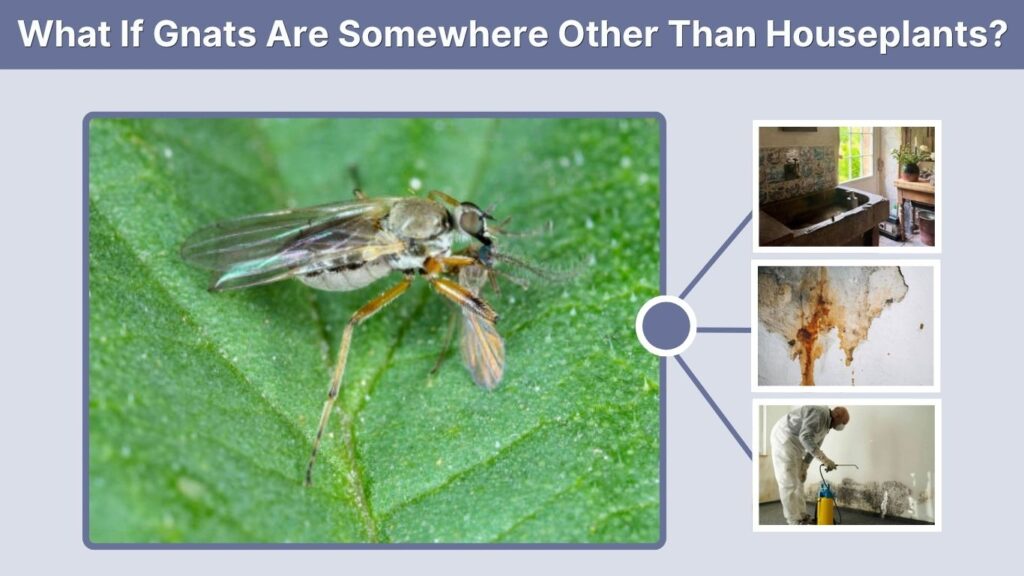 What If Gnats Are Somewhere Other Than Houseplants?