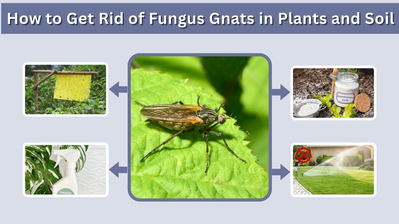 How to Get Rid of Fungus Gnats in Plants and Soil: 7 Steps