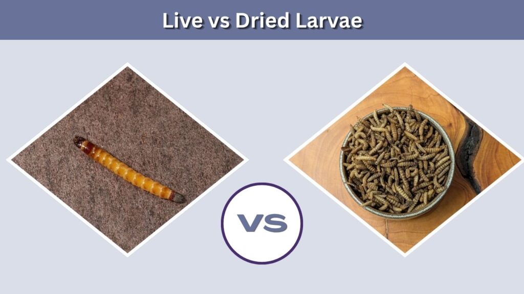 Live vs Dried Larvae