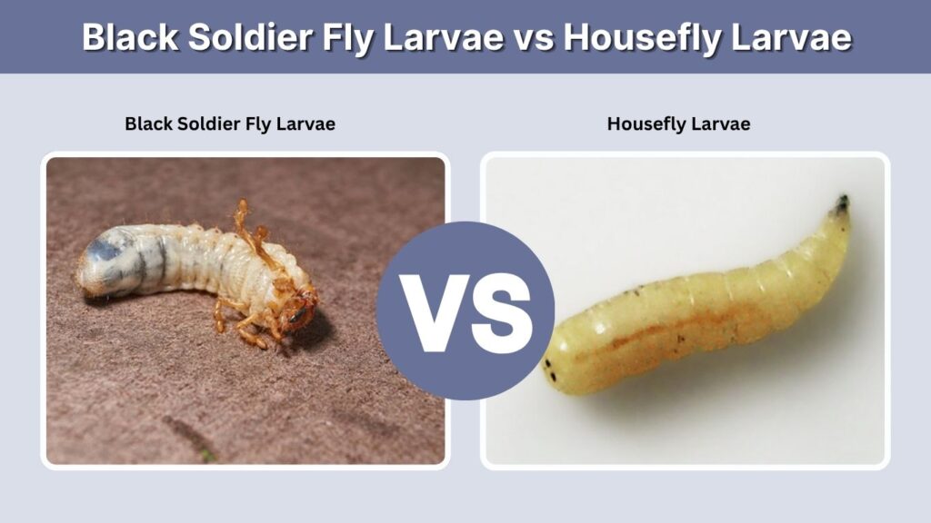 Black Soldier Fly Larvae vs Housefly Larvae