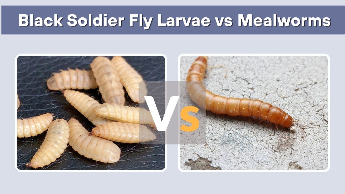 Black Soldier Fly Larvae vs Mealworms: Which Is Better?