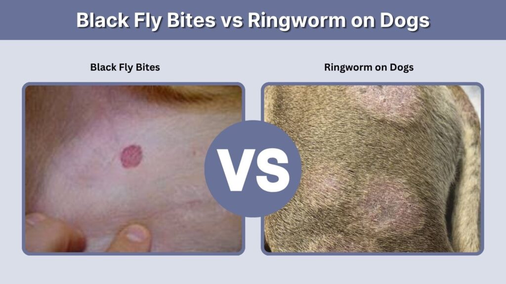 Black Fly Bites vs Ringworm on Dogs