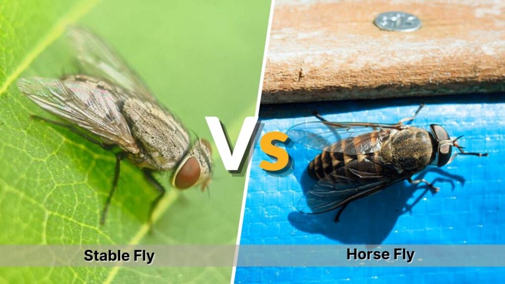 Stable Fly vs Horse Fly