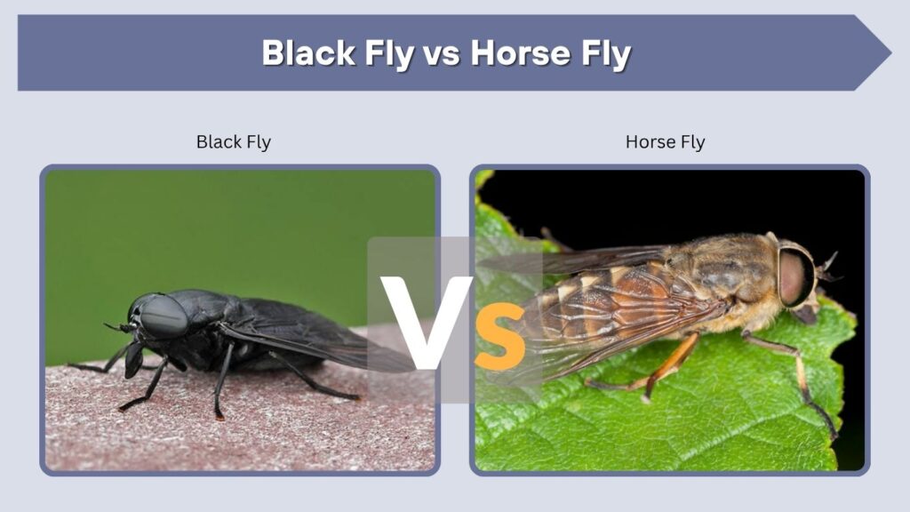Black Fly vs Horse Fly
