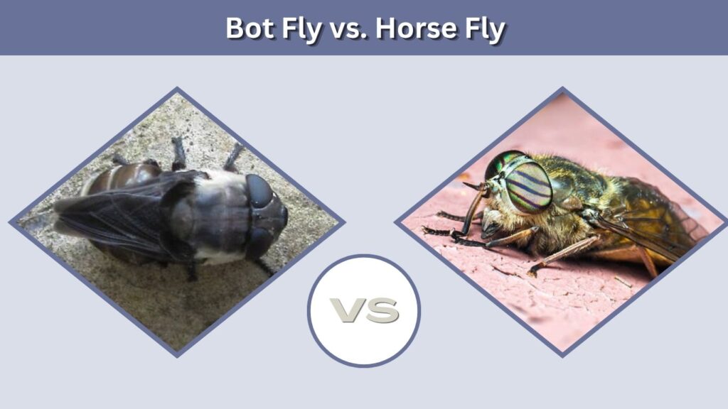 Bot Fly vs. Horse Fly